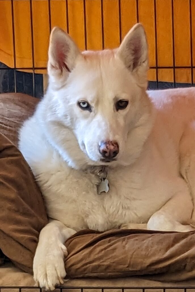 A dog feeling I'll be white here when you come back.