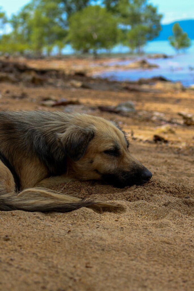 A dog feeling smels bad