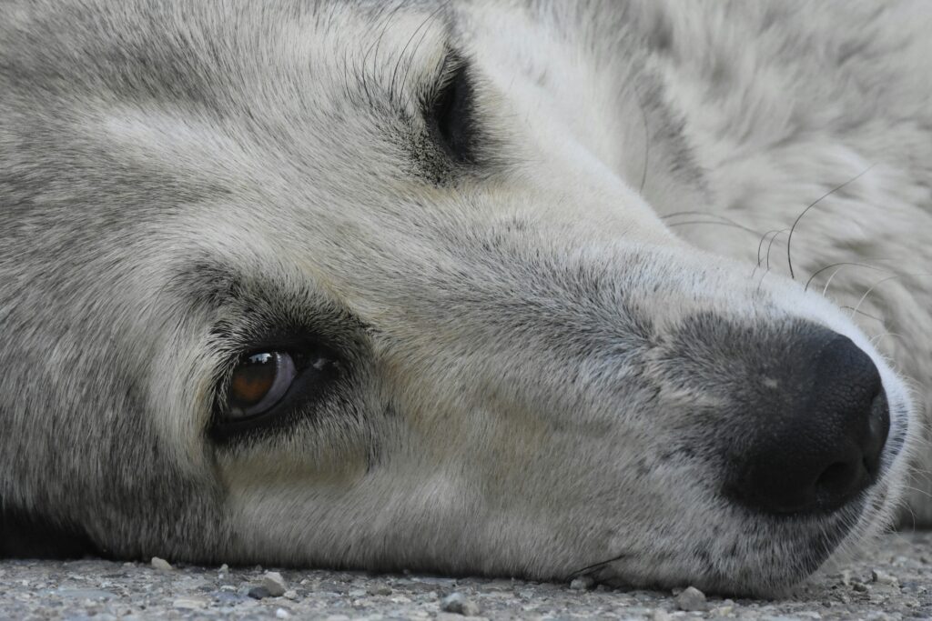 A dog feeling r zombies gud to eet?