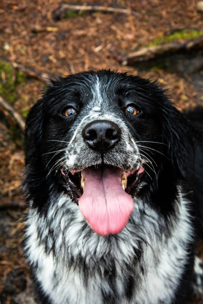 A dog feeling i melt