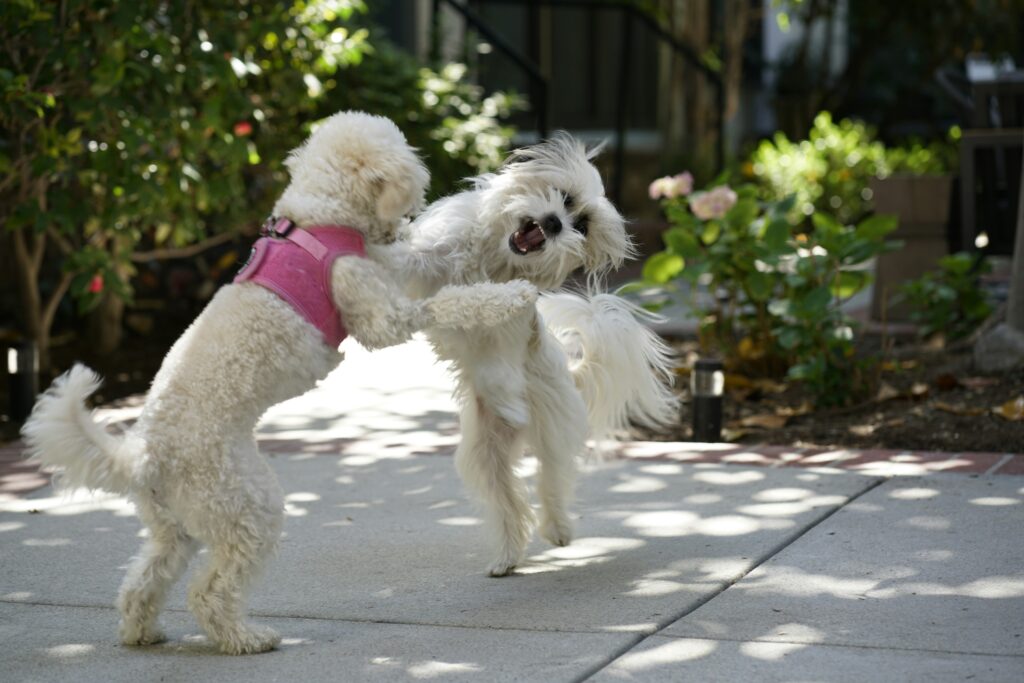 A dog feeling heee yaaa! 